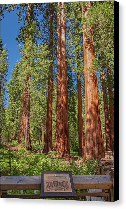 Ecology of The Grove in Mariposa - Canvas Print