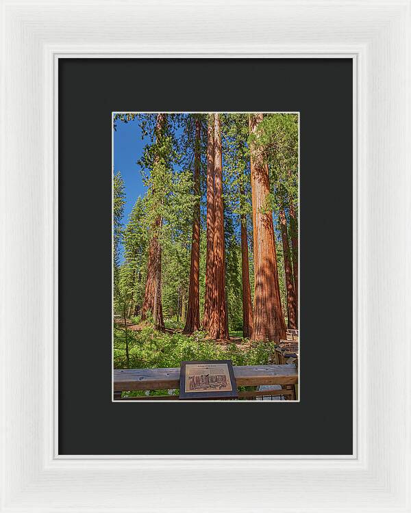 Ecology of The Grove in Mariposa - Framed Print