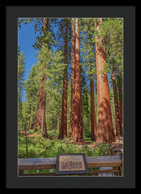 Ecology of The Grove in Mariposa - Framed Print