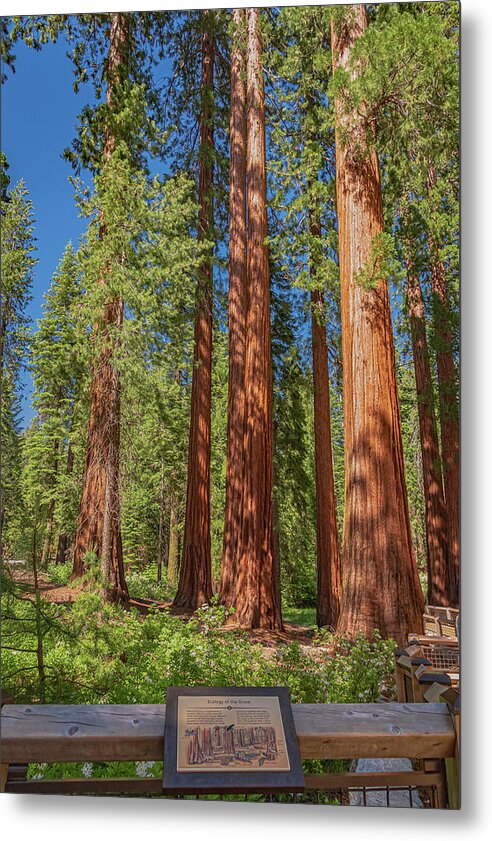 Ecology of The Grove in Mariposa - Metal Print