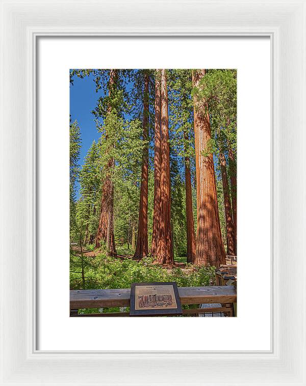 Ecology of The Grove in Mariposa - Framed Print