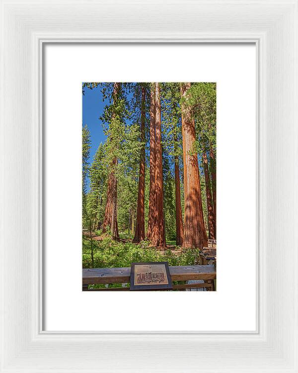Ecology of The Grove in Mariposa - Framed Print