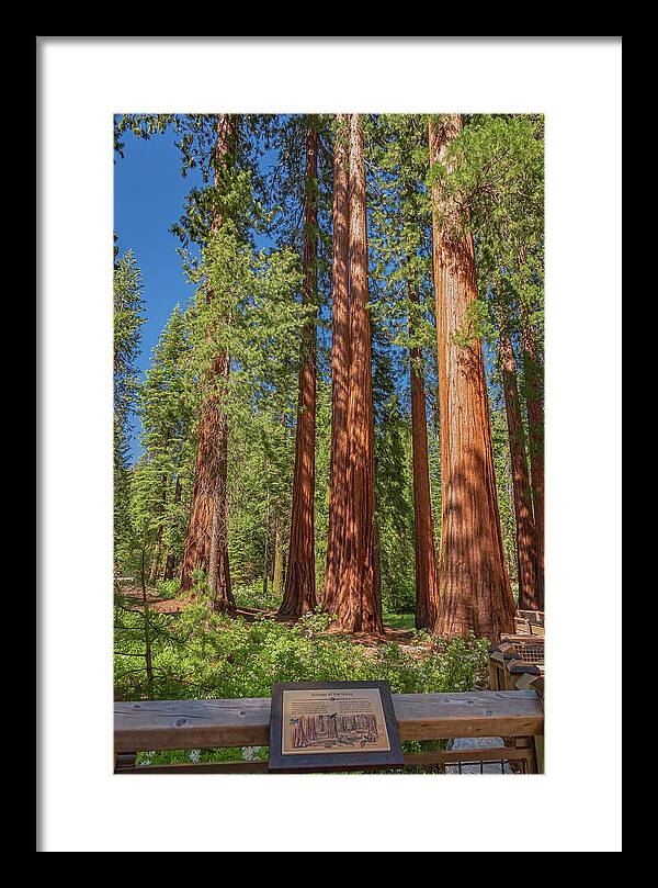 Ecology of The Grove in Mariposa - Framed Print