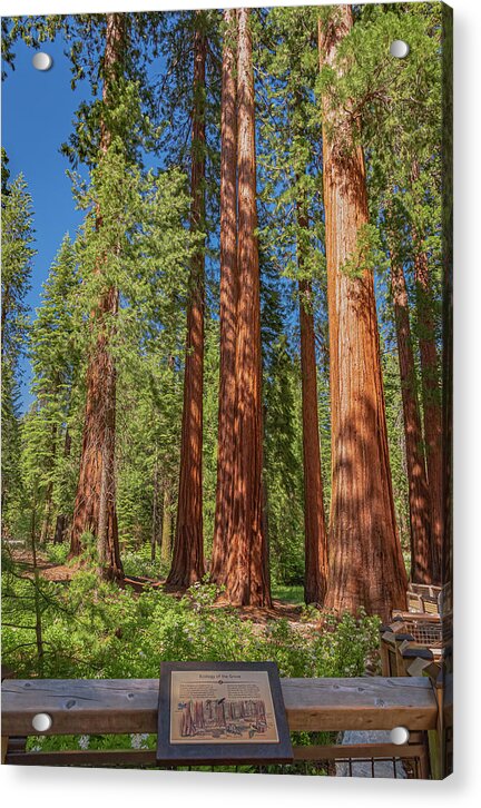 Ecology of The Grove in Mariposa - Acrylic Print