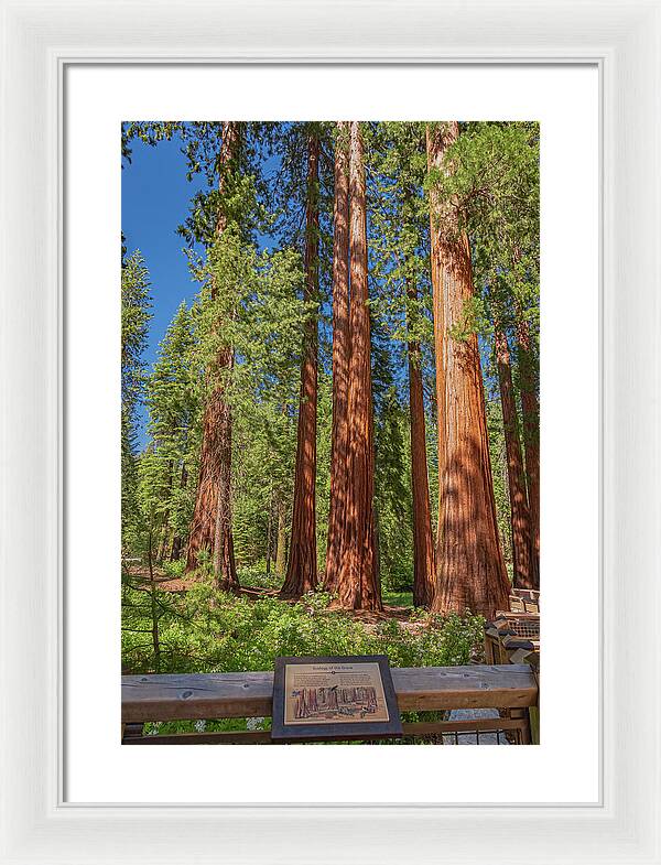 Ecology of The Grove in Mariposa - Framed Print