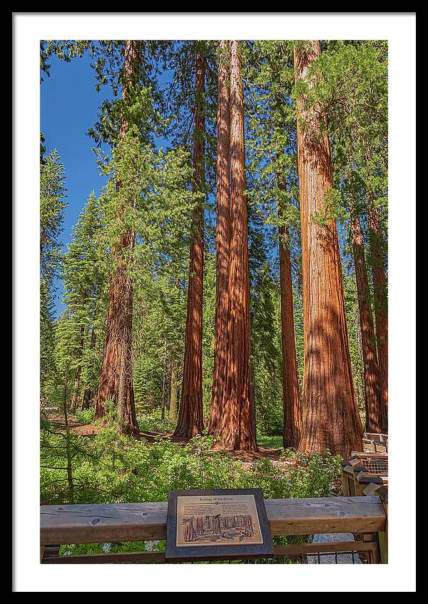 Ecology of The Grove in Mariposa - Framed Print