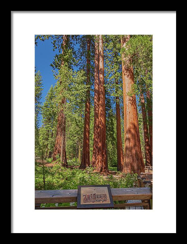 Ecology of The Grove in Mariposa - Framed Print