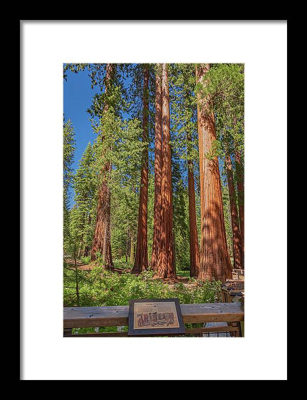 Ecology of The Grove in Mariposa - Framed Print