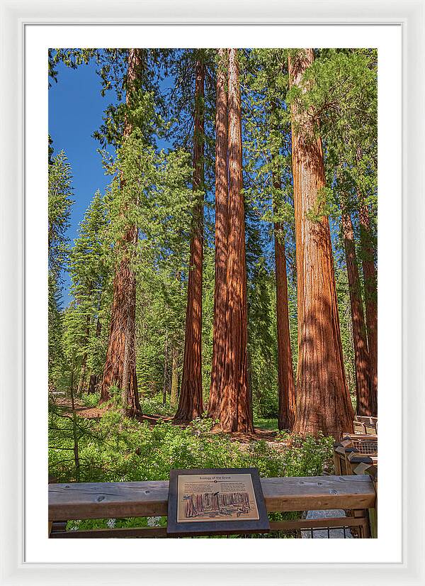 Ecology of The Grove in Mariposa - Framed Print