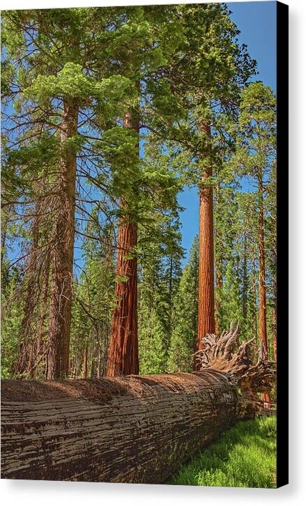 Fallen Tree in Mariposa Grove - Canvas Print