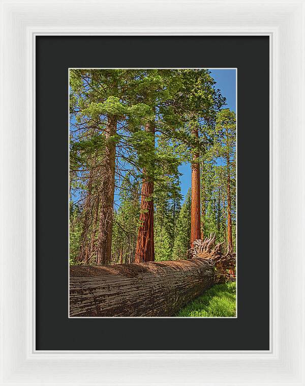 Fallen Tree in Mariposa Grove - Framed Print