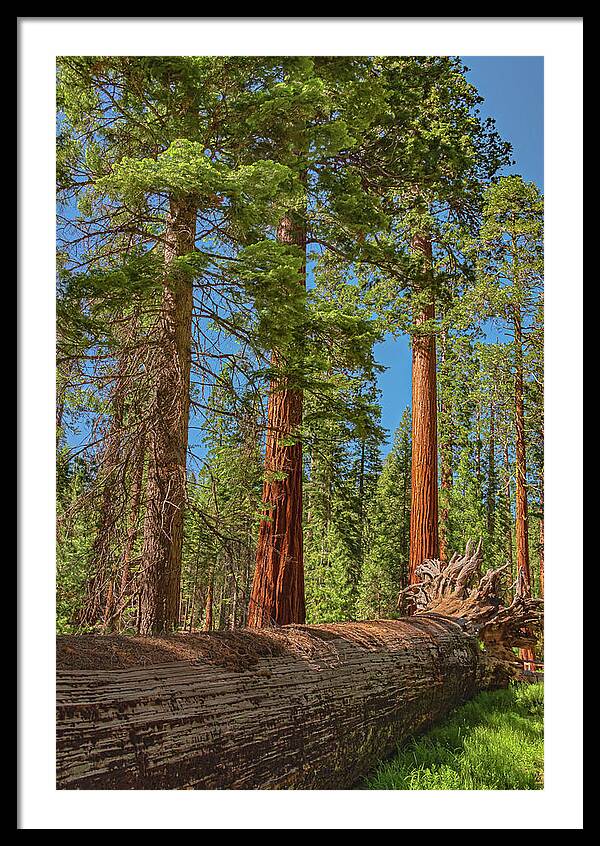 Fallen Tree in Mariposa Grove - Framed Print