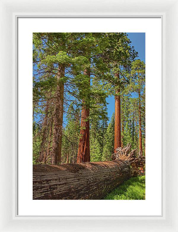 Fallen Tree in Mariposa Grove - Framed Print