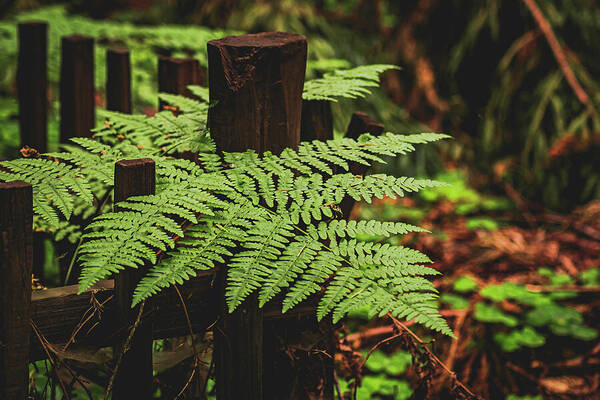 Fern Leaves on Wooden Fence - Art Print