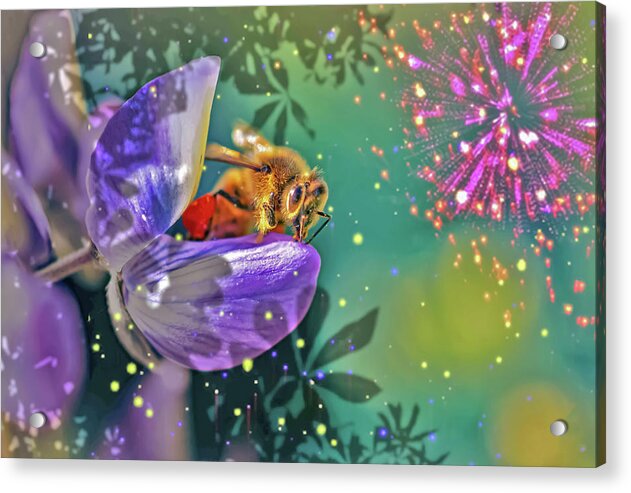 Fireworks and Bee on Flower - Acrylic Print