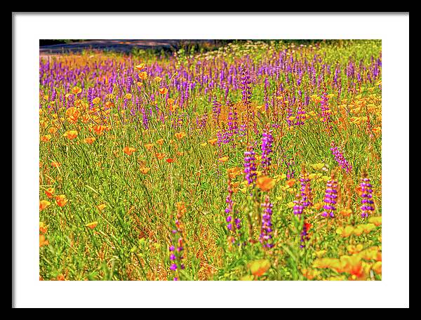 Flower Galore Purple and Yellow - Framed Print