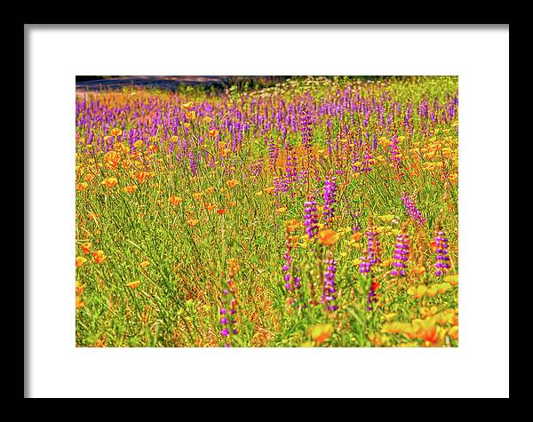 Flower Galore Purple and Yellow - Framed Print