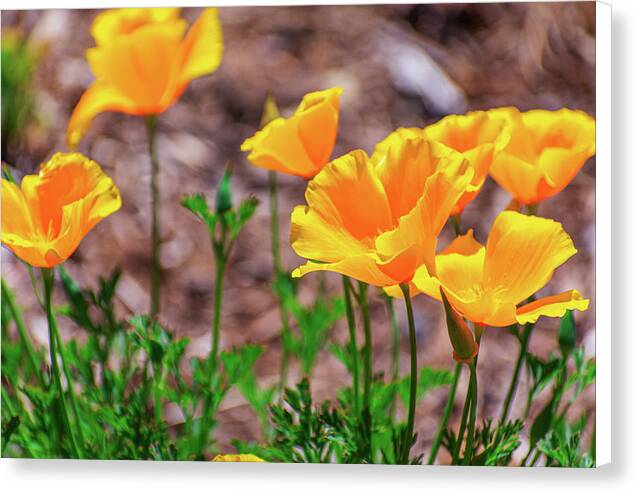 Flowers in Motion - Canvas Print