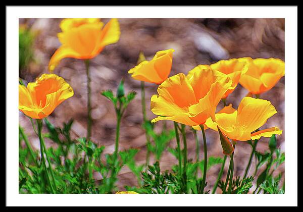Flowers in Motion - Framed Print