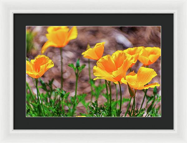 Flowers in Motion - Framed Print