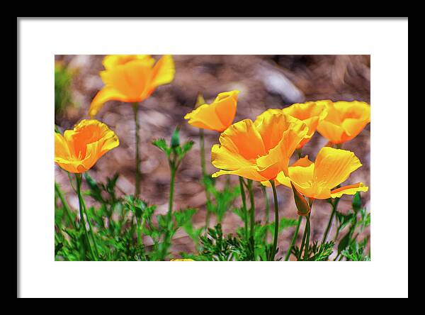 Flowers in Motion - Framed Print