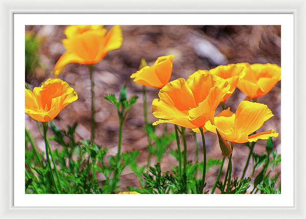 Flowers in Motion - Framed Print