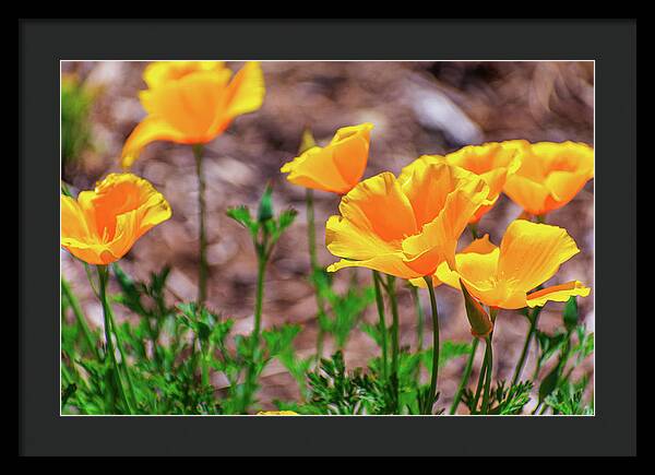 Flowers in Motion - Framed Print