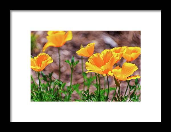 Flowers in Motion - Framed Print