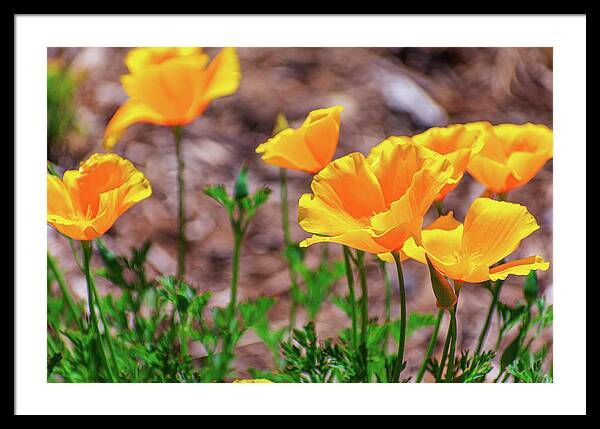 Flowers in Motion - Framed Print
