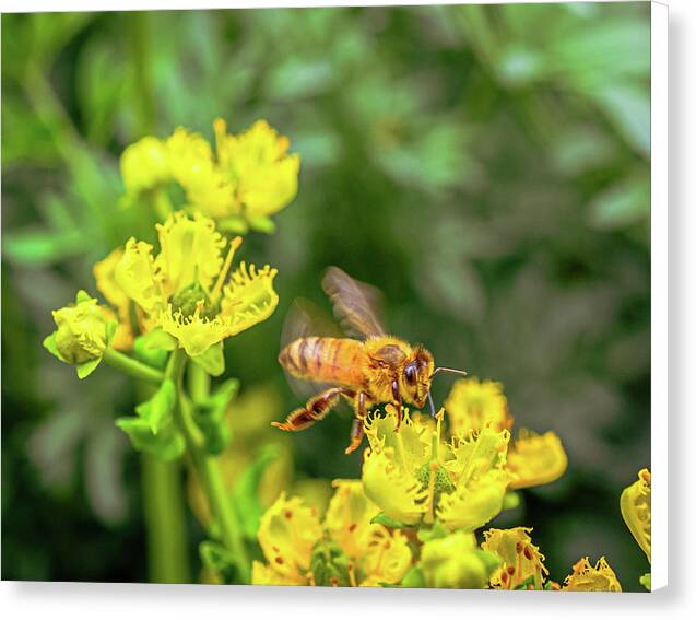 Fly High During Spring Bee Life - Canvas Print