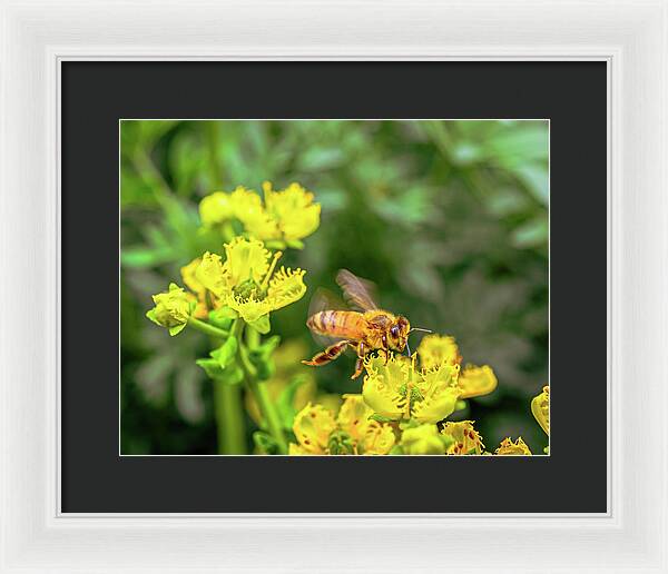 Fly High During Spring Bee Life - Framed Print