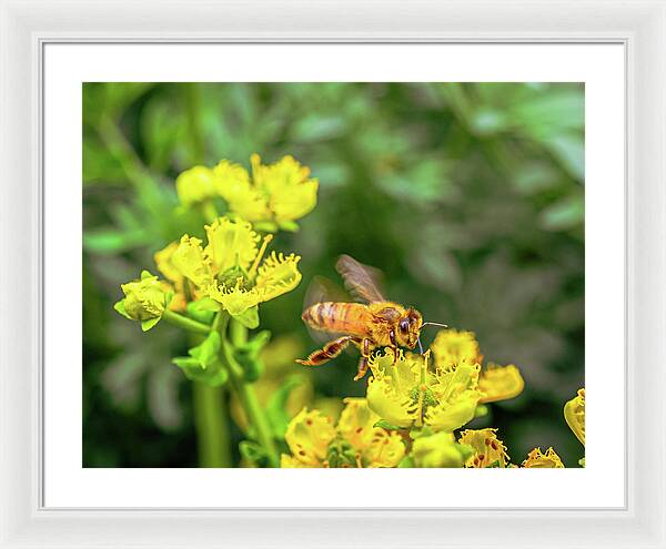 Fly High During Spring Bee Life - Framed Print