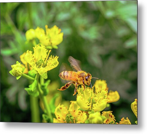 Fly High During Spring Bee Life - Metal Print