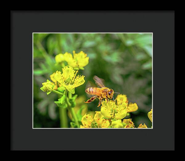 Fly High During Spring Bee Life - Framed Print