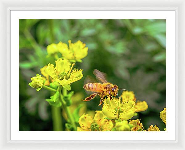 Fly High During Spring Bee Life - Framed Print