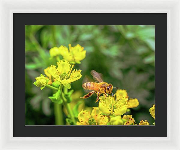 Fly High During Spring Bee Life - Framed Print