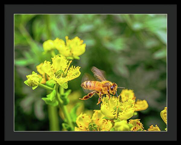 Fly High During Spring Bee Life - Framed Print