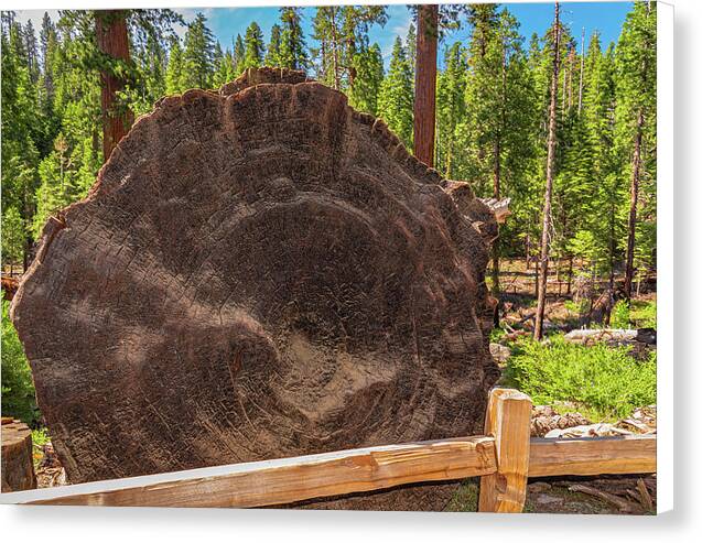 Giant Sequoia Tree Trunk Display - Canvas Print