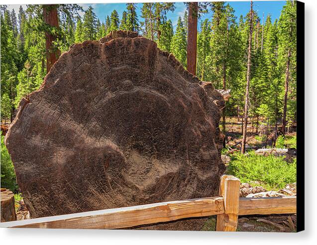 Giant Sequoia Tree Trunk Display - Canvas Print