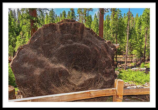 Giant Sequoia Tree Trunk Display - Framed Print