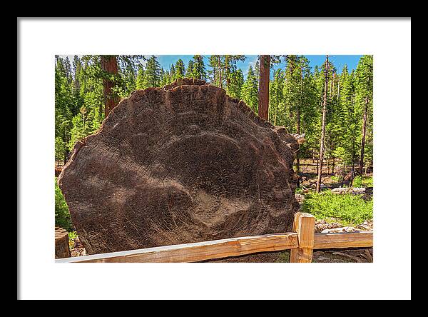 Giant Sequoia Tree Trunk Display - Framed Print