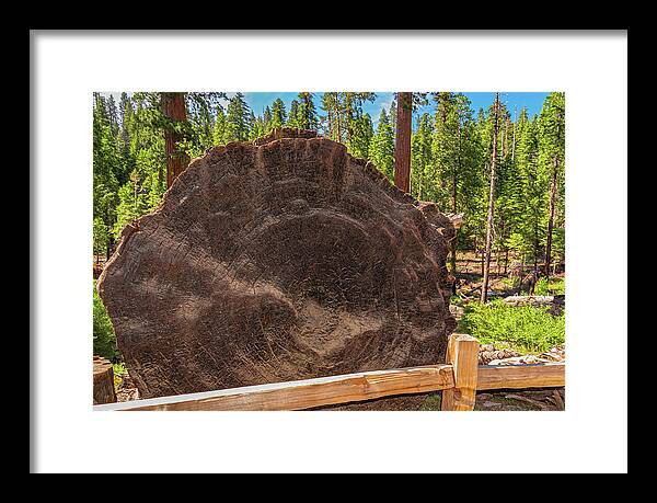 Giant Sequoia Tree Trunk Display - Framed Print