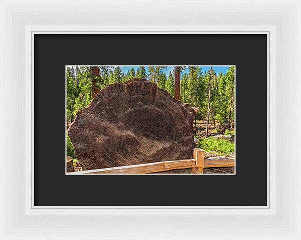 Giant Sequoia Tree Trunk Display - Framed Print