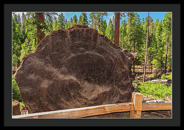 Giant Sequoia Tree Trunk Display - Framed Print