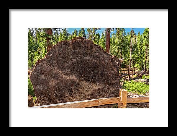 Giant Sequoia Tree Trunk Display - Framed Print
