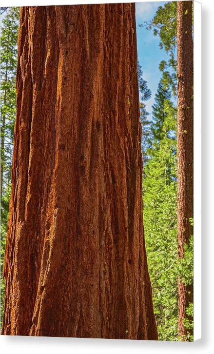 Giant Sequoia Tree Trunk - Canvas Print