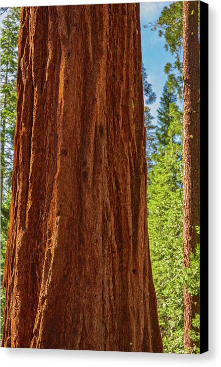 Giant Sequoia Tree Trunk - Canvas Print
