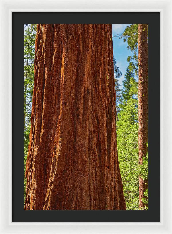 Giant Sequoia Tree Trunk - Framed Print