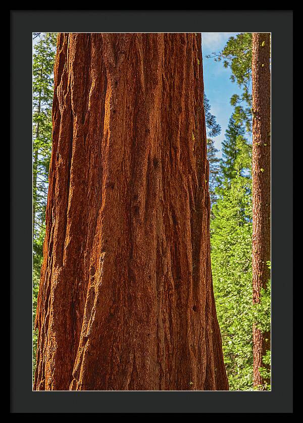 Giant Sequoia Tree Trunk - Framed Print