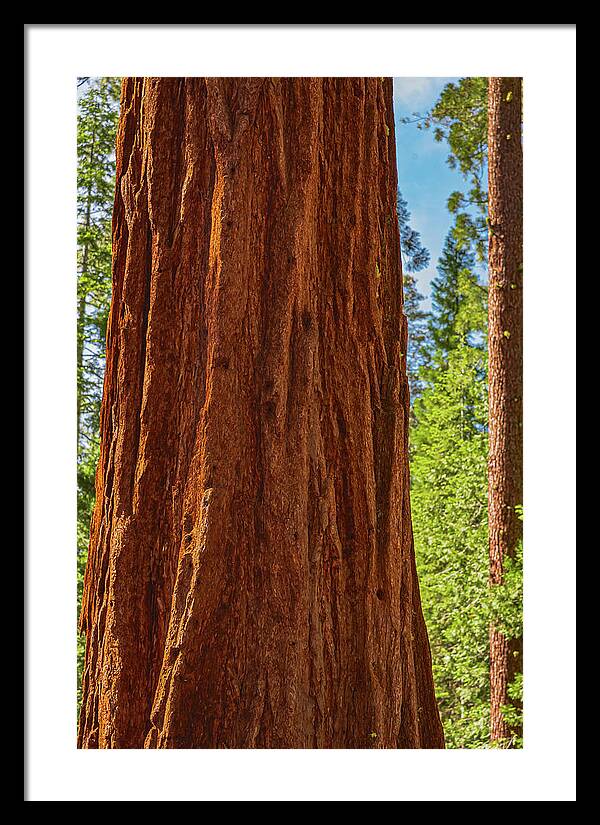 Giant Sequoia Tree Trunk - Framed Print